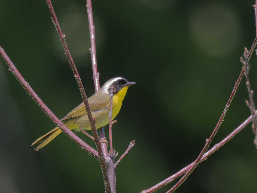 common yellowthroat by rminer