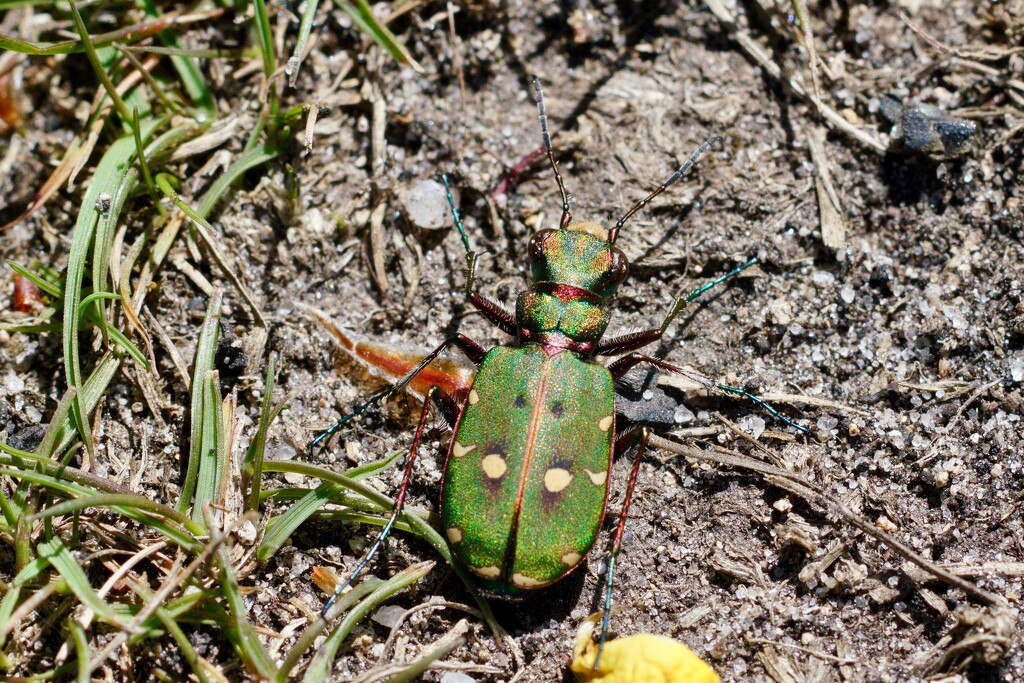 GREEN TIGER BEETLE by markp
