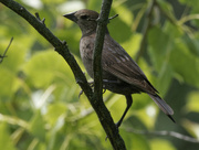 19th Jun 2022 - female brown-headed cowbird 