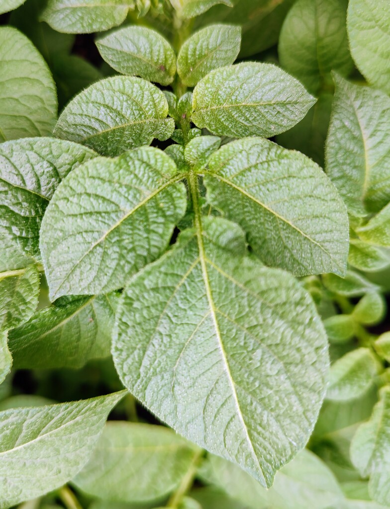 Potato plant leaves by boxplayer