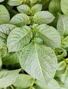 19th Jun 2022 - Potato plant leaves
