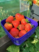 14th Jun 2022 - Strawberry picking