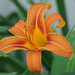 Orange day lilie by larrysphotos