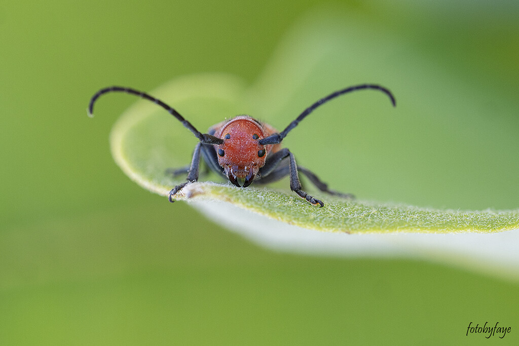 Little Red Milkweed Bug by fayefaye