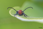 19th Jun 2022 - Little Red Milkweed Bug