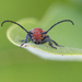 Little Red Milkweed Bug by fayefaye