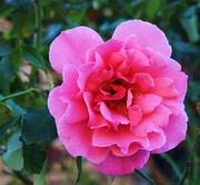 20th Jun 2022 -   Pretty Pink Camellia ~ 
