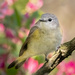 Female Redstart  by jyokota