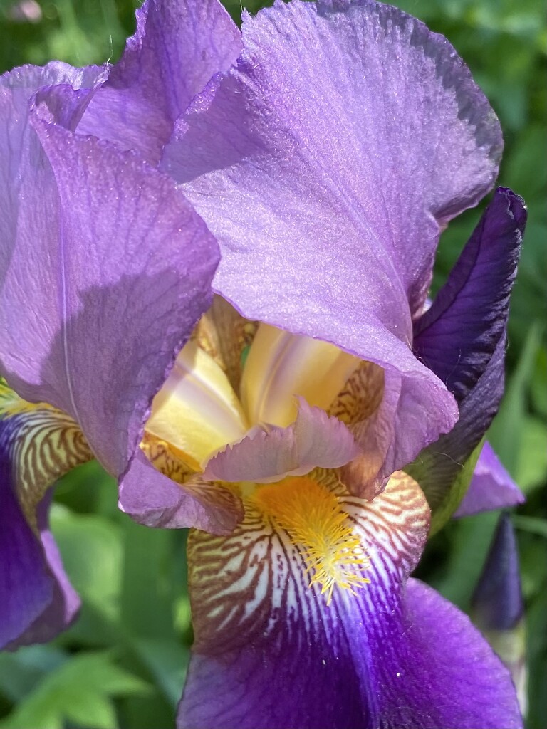 Iris in the Garden  by radiogirl