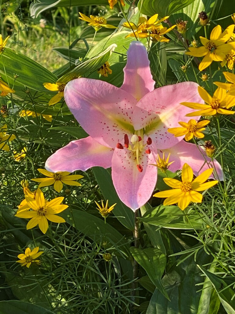 A lily and coreopsis by tunia