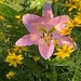 A lily and coreopsis by tunia