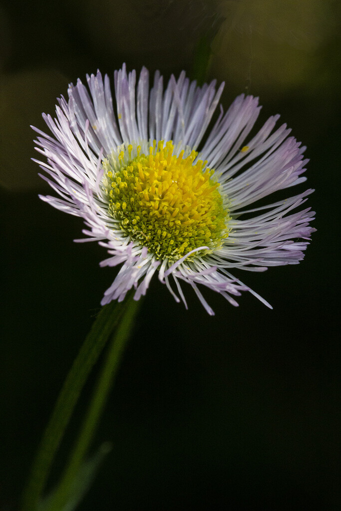 Daisy Flower by pdulis