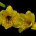 Lilies by cwbill
