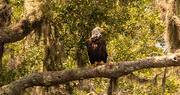 19th Jun 2022 - Saw One of the Bald Eagles Today!