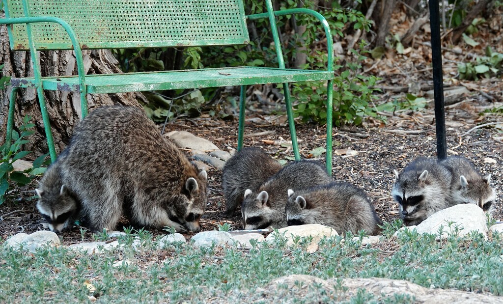 Raccoon Family Dinner by sandlily