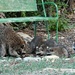 Raccoon Family Dinner by sandlily