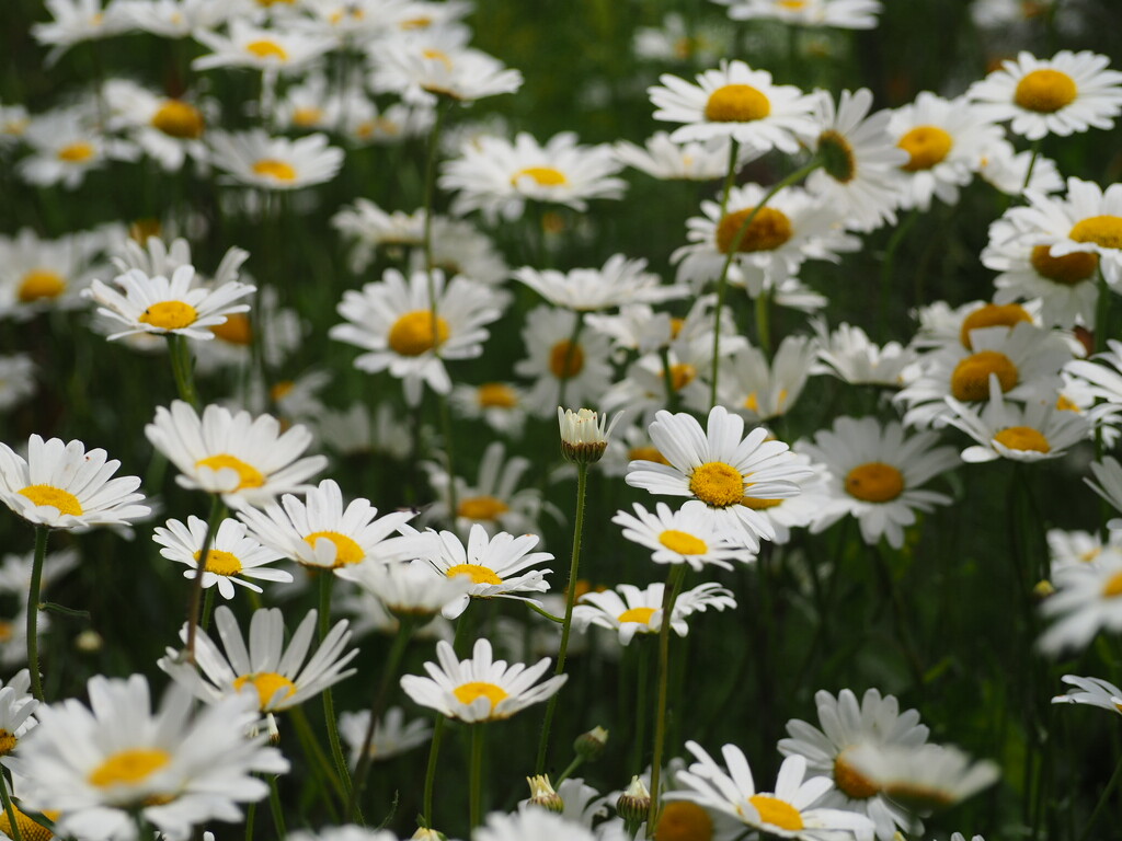 Daisies  by jacqbb