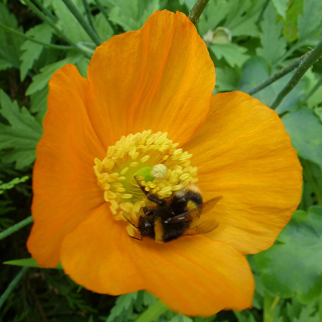 bee on orange by quietpurplehaze