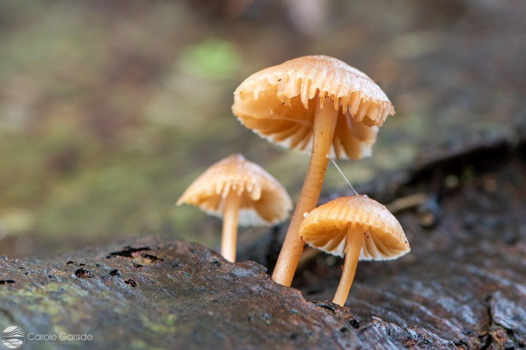 Three fungi by yorkshirekiwi