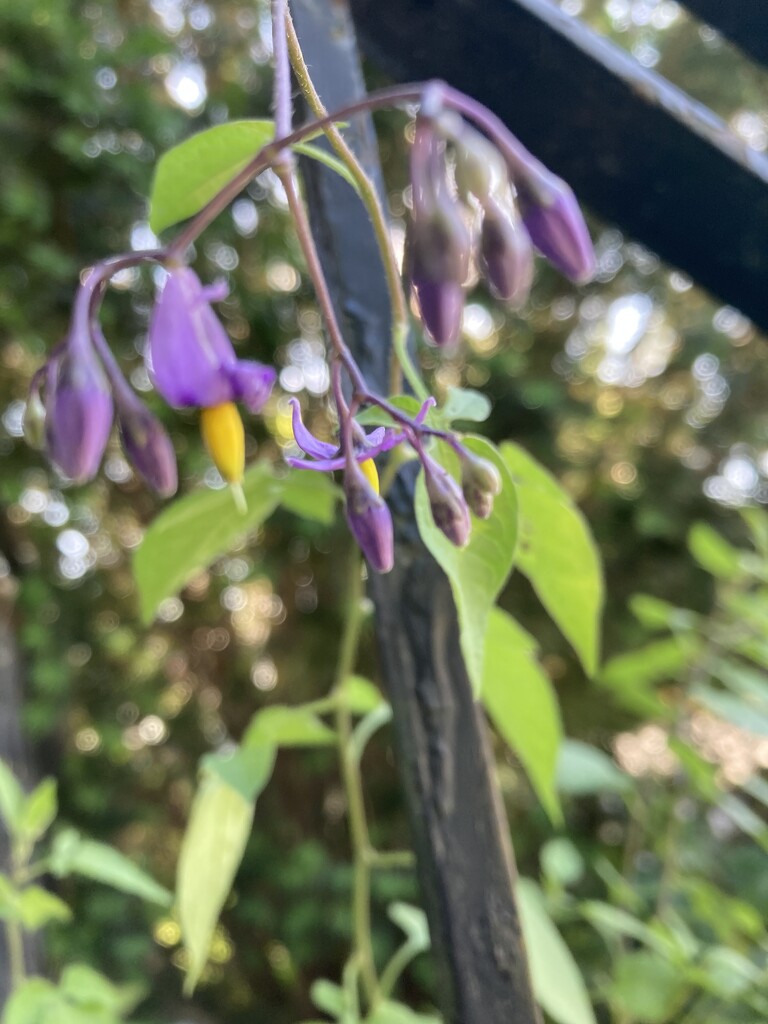 Tiny Purple Flower  by spanishliz
