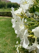 20th Jun 2022 - White oleander