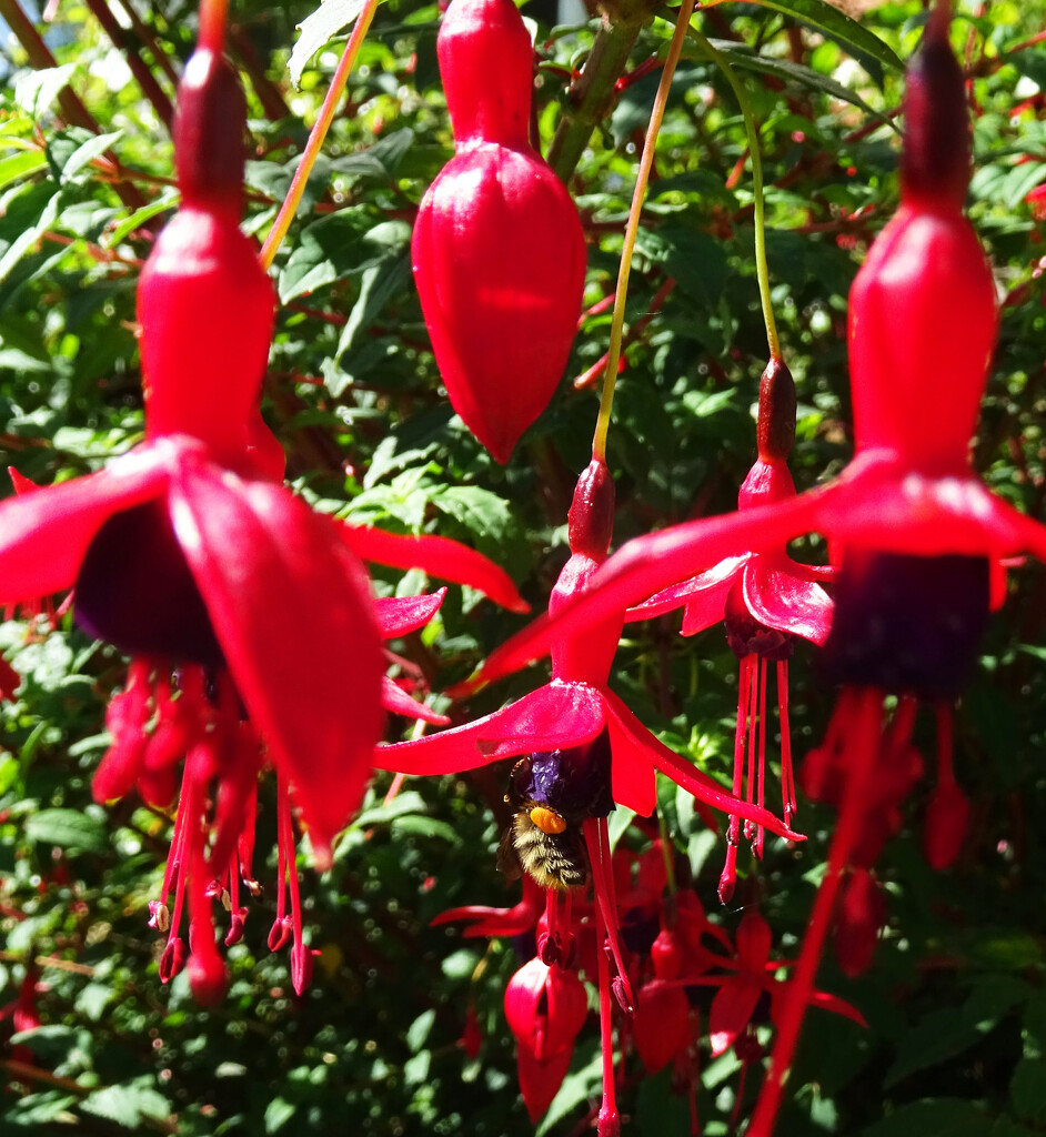 Bee feasting on the nectar on our Manx fuchsias by marianj