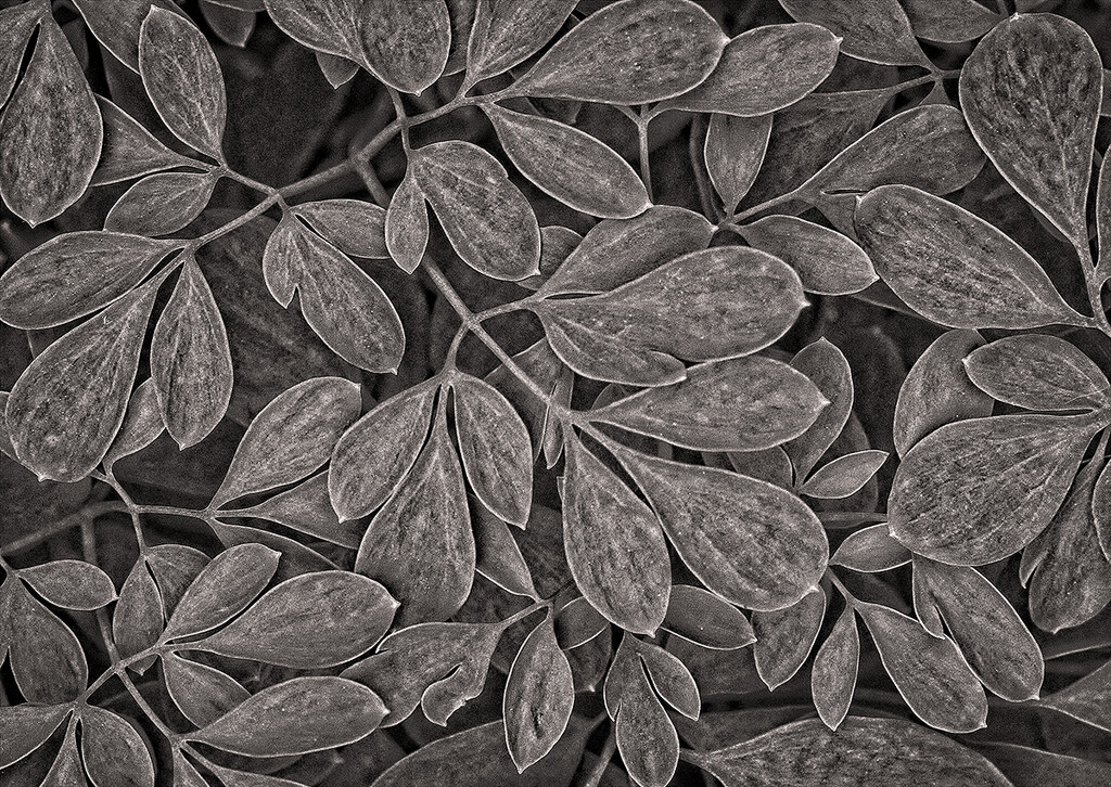 Corydalis Leaves by gardencat