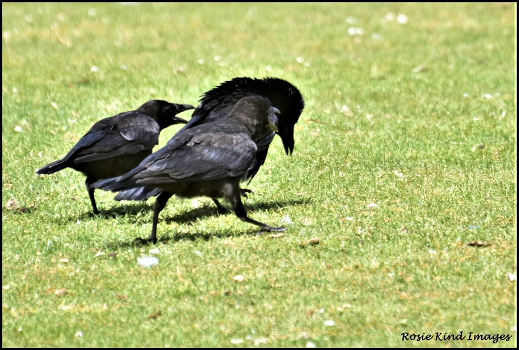 A murder of crows by rosiekind