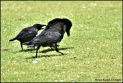 20th Jun 2022 - A murder of crows