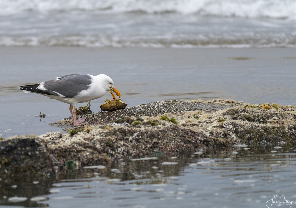Seagull with Crab Breakfast  by jgpittenger