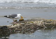 20th Jun 2022 - Seagull with Crab Breakfast 