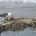 Seagull with Crab Breakfast 