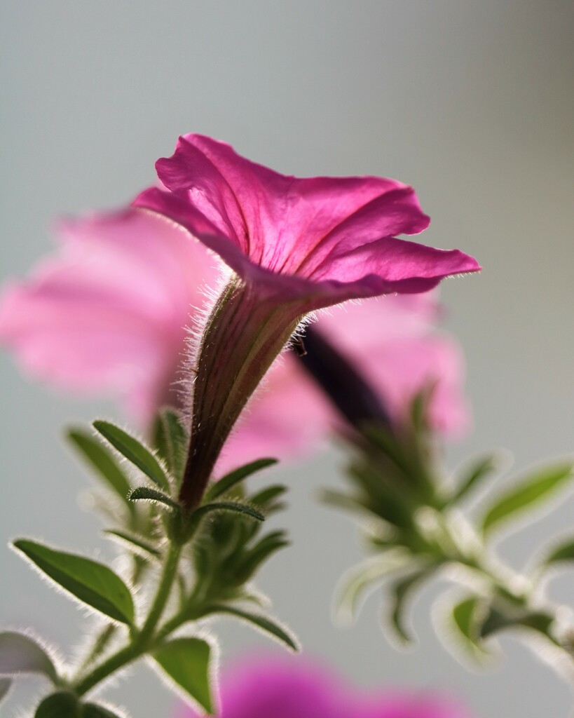 January 19: Supertunia in the Morning by daisymiller