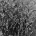 January 19: Garden Phlox in BW by daisymiller
