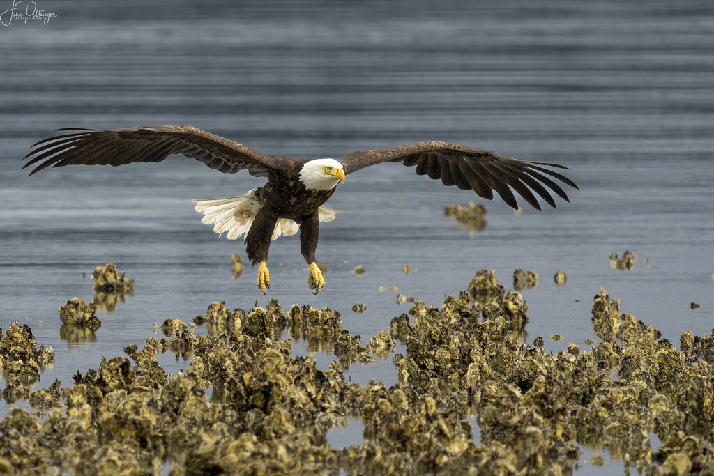 Bald Eagle About to Land  by jgpittenger