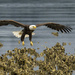 Bald Eagle About to Land  by jgpittenger