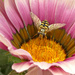 Hoverfly.