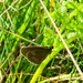 Little Ringlet Butterfly by mattjcuk