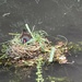 Moor Hen Nest by cataylor41