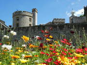 20th Jun 2022 - The Tower's Wild Flowers