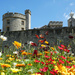 The Tower's Wild Flowers