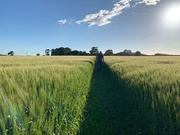 20th Jun 2022 - Among the fields of barley……