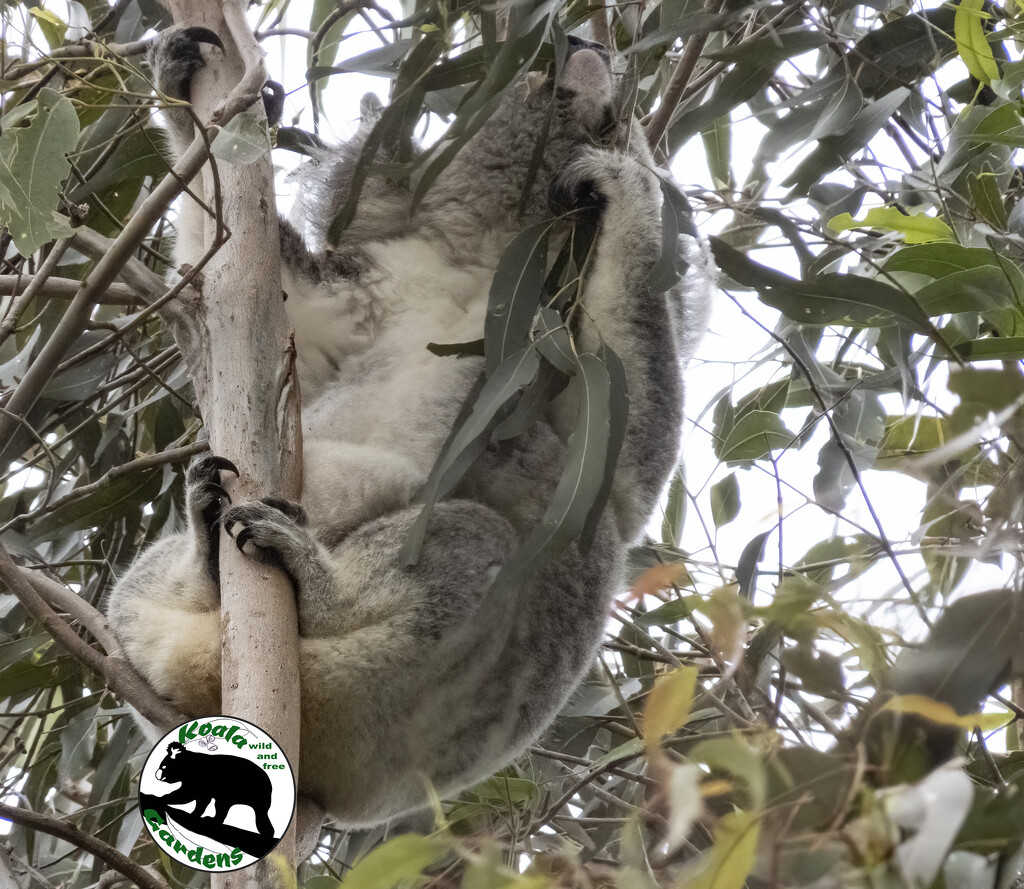 nursing mums are my favourite by koalagardens
