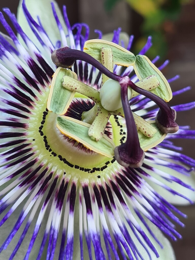 Passion Flower by serendypyty