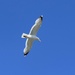 Jonathan Livingstone Seagull? by bill_gk