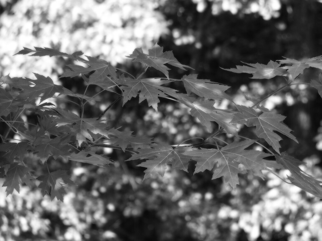 Maple branch... by marlboromaam