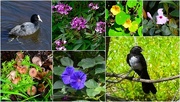 21st Jun 2022 - A Selection From My Walks ~ 
