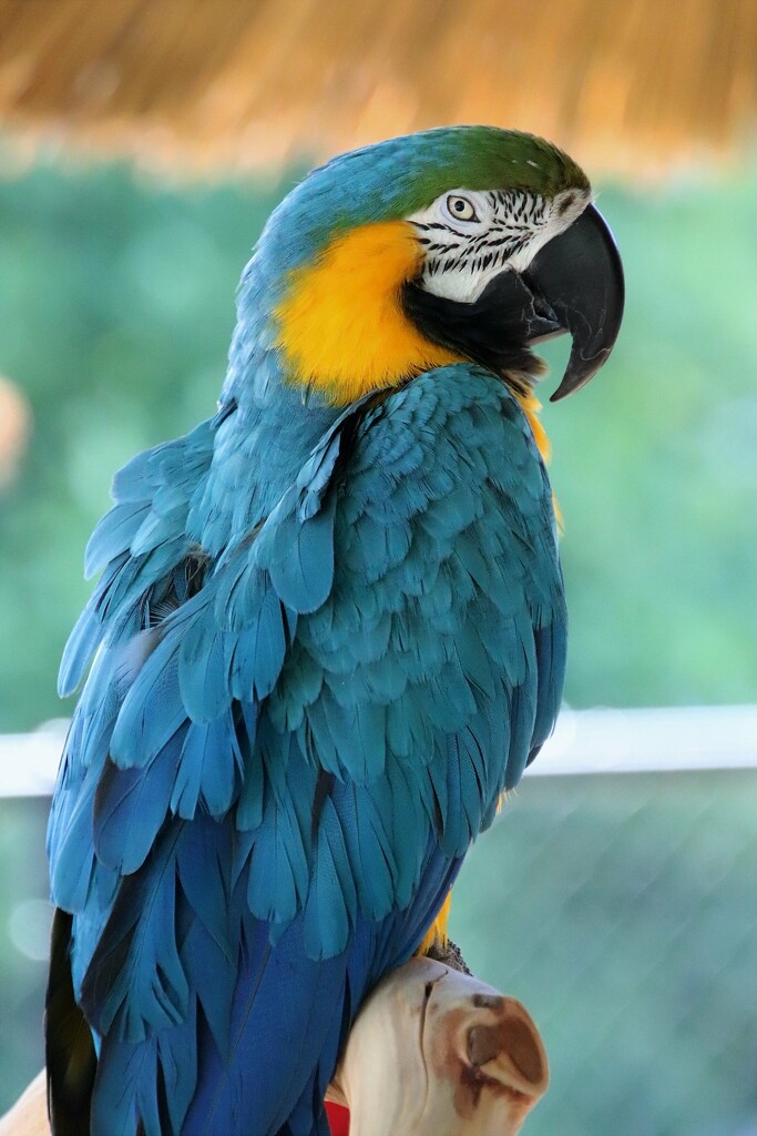 Blue And Gold Macaw by randy23