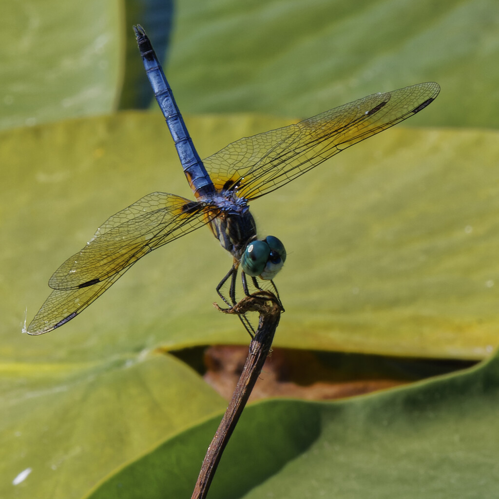 blue dasher by rminer