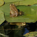 American bullfrogs